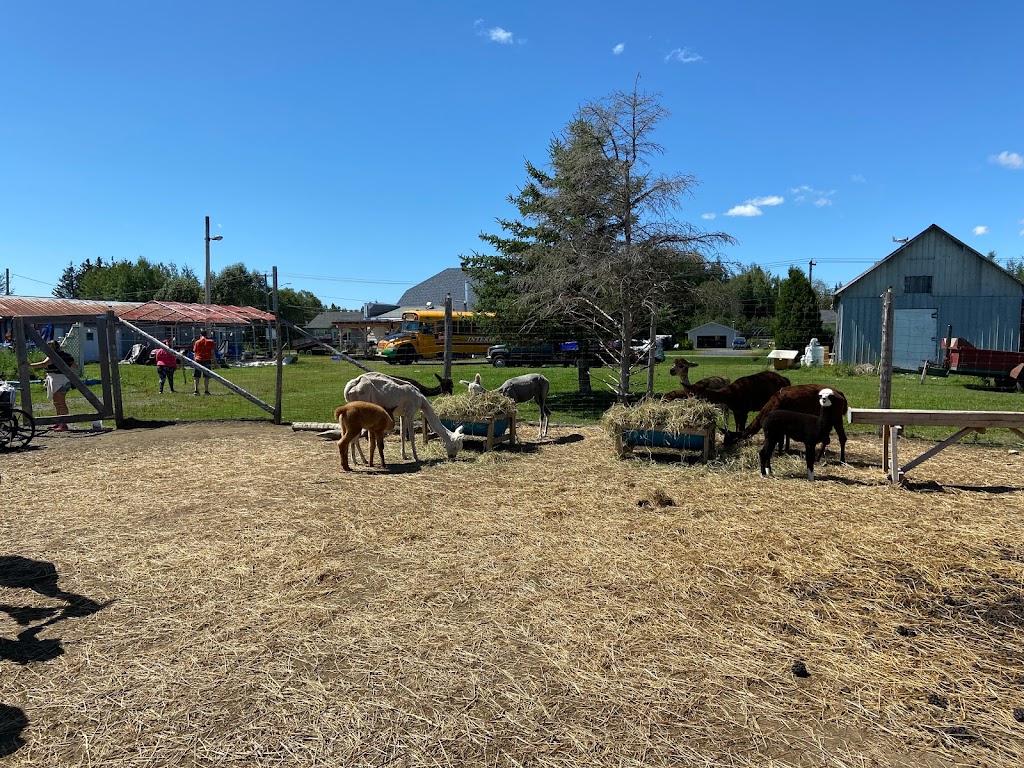 Ferme Les Alpagas Là! Là! | 518 Rang O, Saint-Ambroise, QC G7P 2X7, Canada | Phone: (418) 321-5252