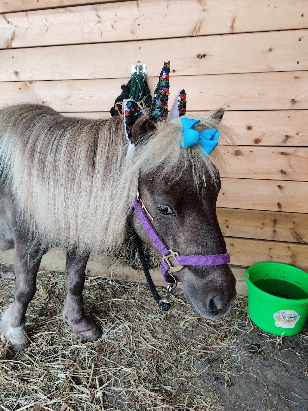 Thistle Hill Farm Petting Zoo & Pony Rides | 22137 AB-21, Hay Lakes, AB T0B 1W0, Canada | Phone: (780) 878-3344