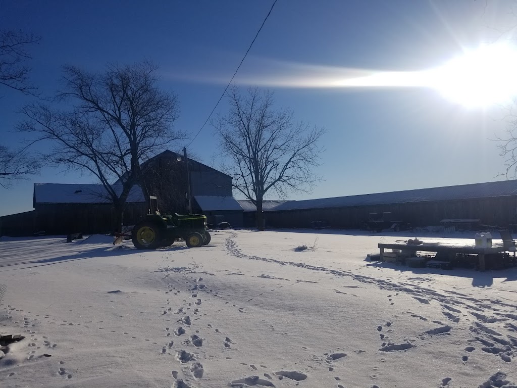 Hagersville Chobo Korean Farm | 220 Duxbury Rd, Hagersville, ON N0A 1H0, Canada | Phone: (647) 984-1728