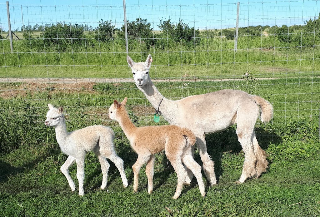 Loves Grace Alpacas | Gasoline Alley Farmers Market, 558 Laura Ave, Red Deer, AB T4E 0A5, Canada | Phone: (403) 650-7257