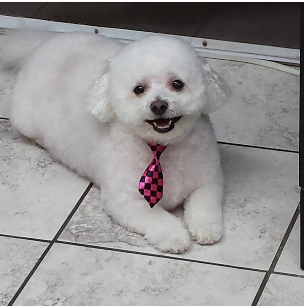 CubeStudio dog grooming | 48 Honey St, Cambridge, ON N1T 2C9, Canada | Phone: (647) 855-1083