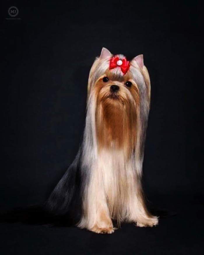 By The Bay Kennels Yorkshire Terrier | 1 OceanView Drive, Southern Harbour, NL A0B 3H0, Canada | Phone: (709) 427-4365