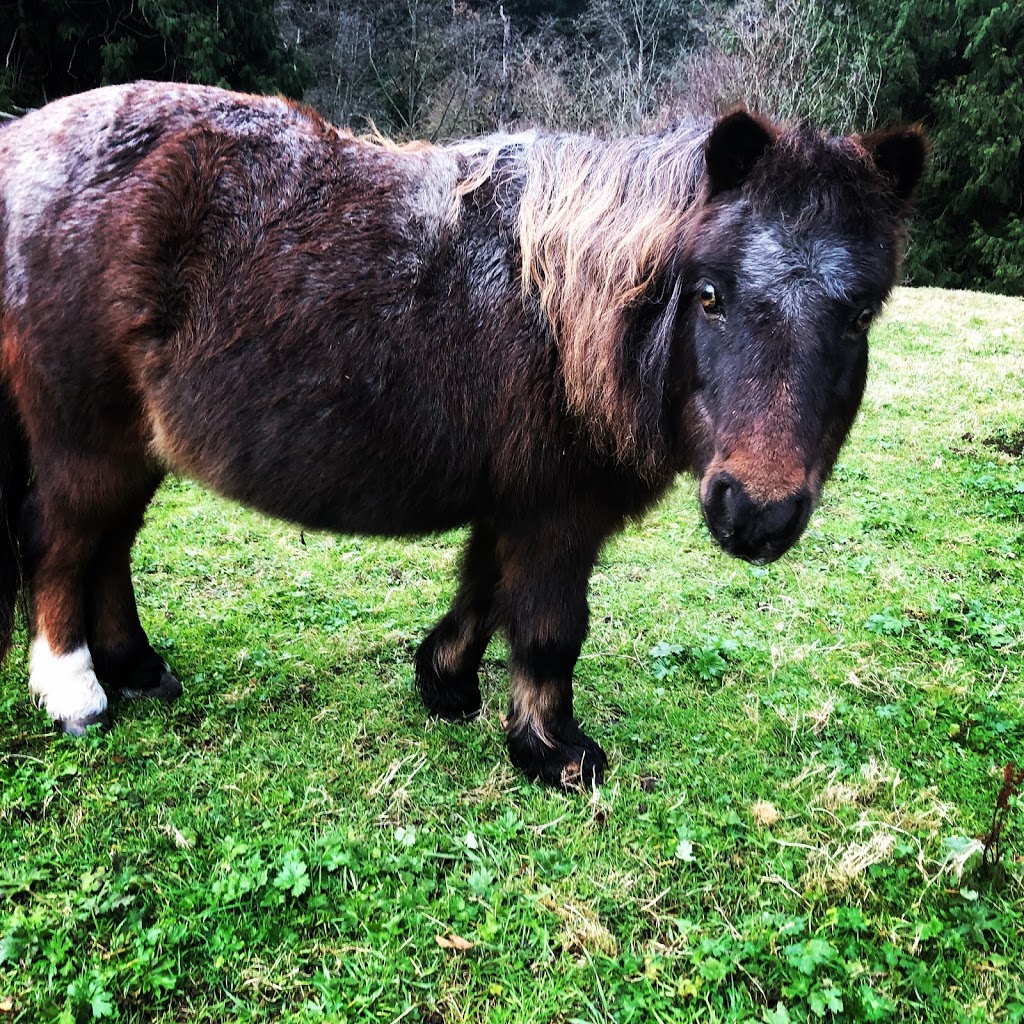 Liberty Farm - Dog & Horse Ranch | 25027 Robertson Crescent, Aldergrove, BC V4W 1W7, Canada | Phone: (604) 786-2570