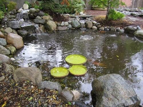 Mud Pond Koi | 2401 Samish Way, Bellingham, WA 98229, USA | Phone: (360) 671-7226