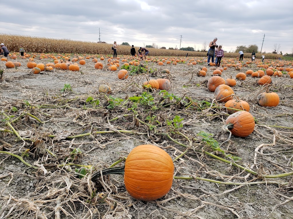 Korny Korners Farm | 6193 Blackwell Side Rd, Sarnia, ON N7T 7H4, Canada | Phone: (519) 542-5232