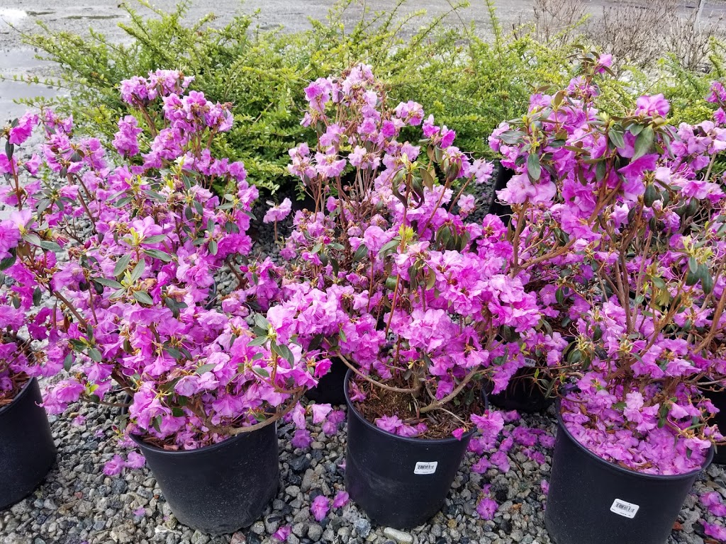 TSC Nursery Sales Ltd | 18071 Westminster Hwy, Richmond, BC V6V 1B1, Canada | Phone: (604) 214-4575