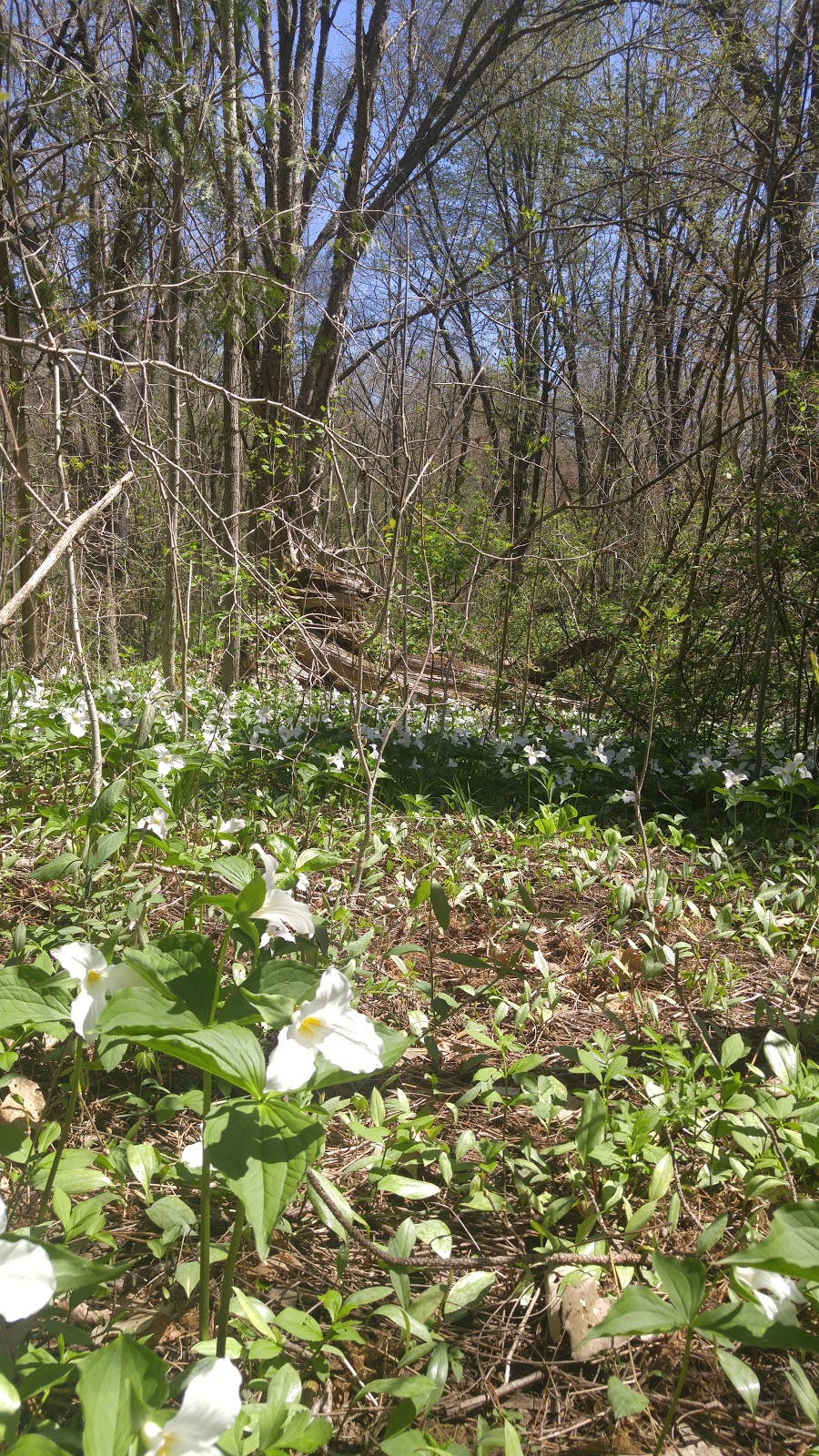 Lawson Nature Reserve | McBeth Rd, Salford, ON N0J 1W0, Canada | Phone: (416) 444-8419