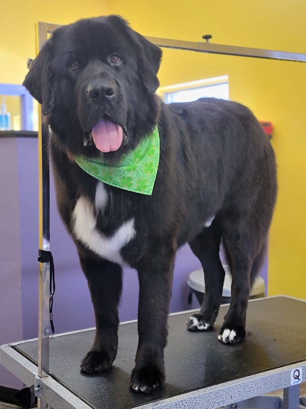 Wizard of Paws | 7 James St, Georgetown, ON L7G 2H2, Canada | Phone: (289) 428-0127