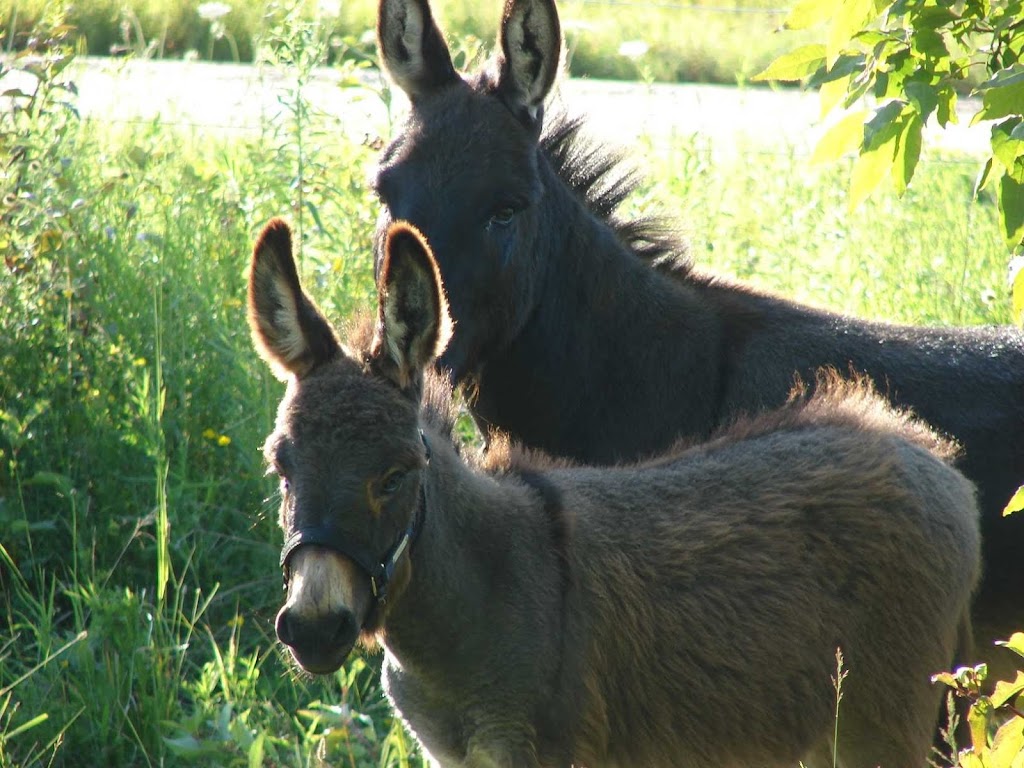 Whispering Pines Farm and Garden | 228 Forest Lake Rd, Sundridge, ON P0A 1Z0, Canada | Phone: (705) 321-2824