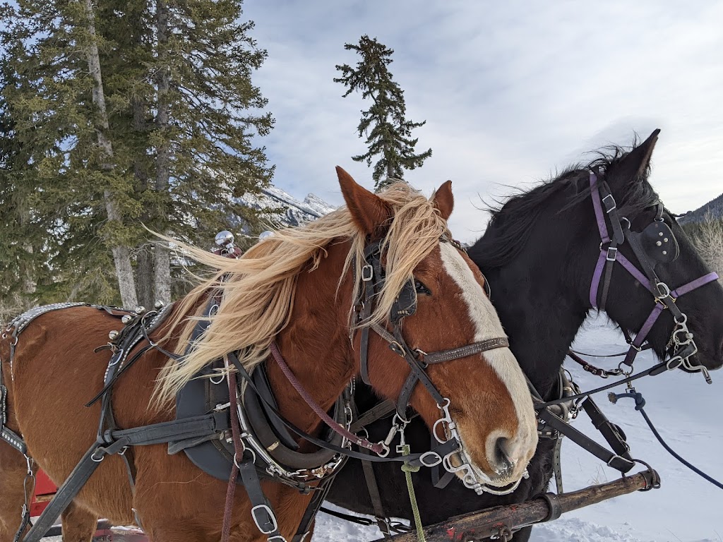 Banff Trail Riders - Stables | 100 Sundance Rd, Banff, AB T1L 1B9, Canada | Phone: (403) 762-4551