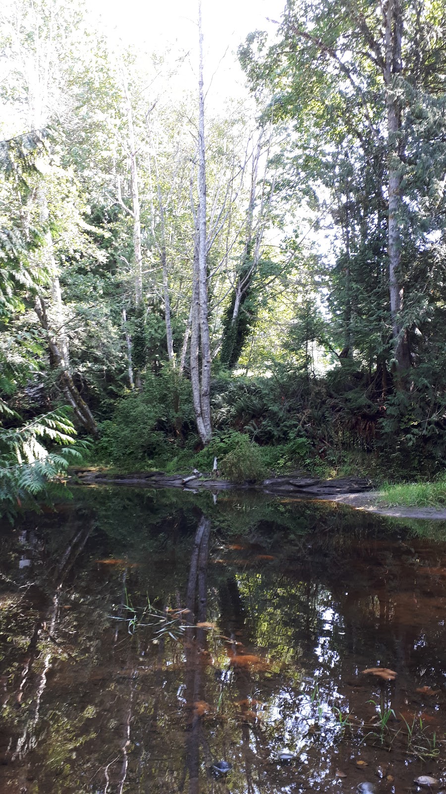 French Creek Hatchery SEP | 815 Miller Rd, Parksville, BC V9P 1Z1, Canada | Phone: (250) 248-8031