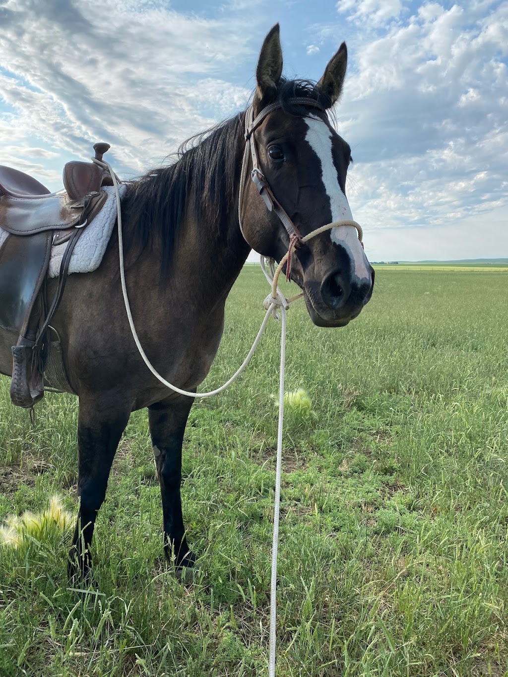 3R Horsemanship | Twp Rd 4-0 175045, Warner, AB T0K 2L0, Canada | Phone: (403) 795-2842