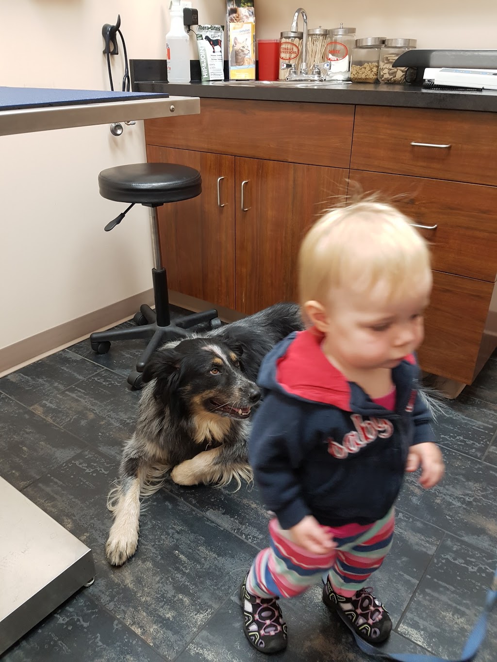 Tri-Municipal Veterinary Clinic | 636 King St #126, Spruce Grove, AB T7X 4K3, Canada | Phone: (780) 571-3200