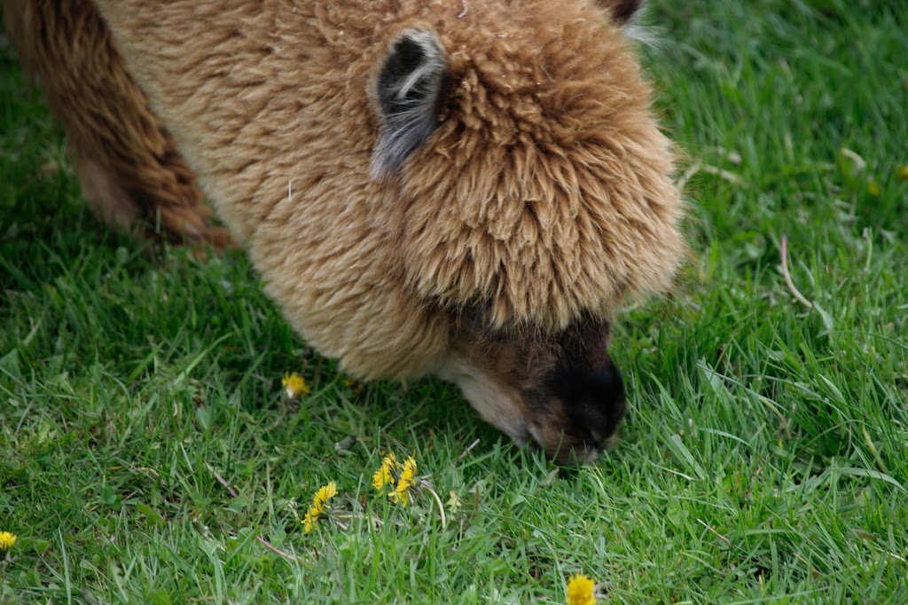 Alpacas from Eighth & Mud | 232 8th Rd E, Stoney Creek, ON L8J 3M2, Canada | Phone: (905) 308-6188