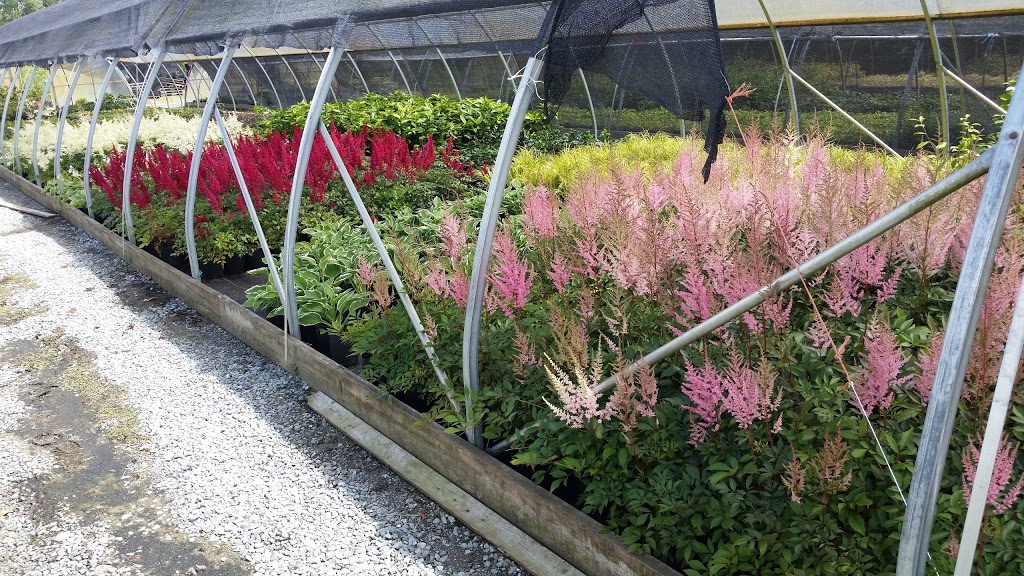 Green Mountain Nursery Ltd. | 2682 Lefeuvre Rd, Abbotsford, BC V4X 1H6, Canada | Phone: (604) 300-7226