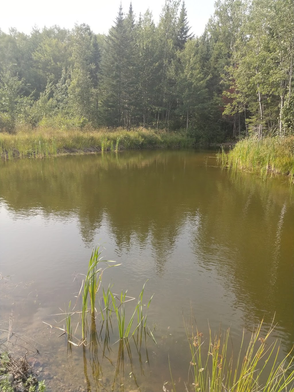 McGregor Brook Blueberries Upick | 325 McGregor Brook Rd, Mount Hebron, NB E4G 1H1, Canada | Phone: (506) 435-0536