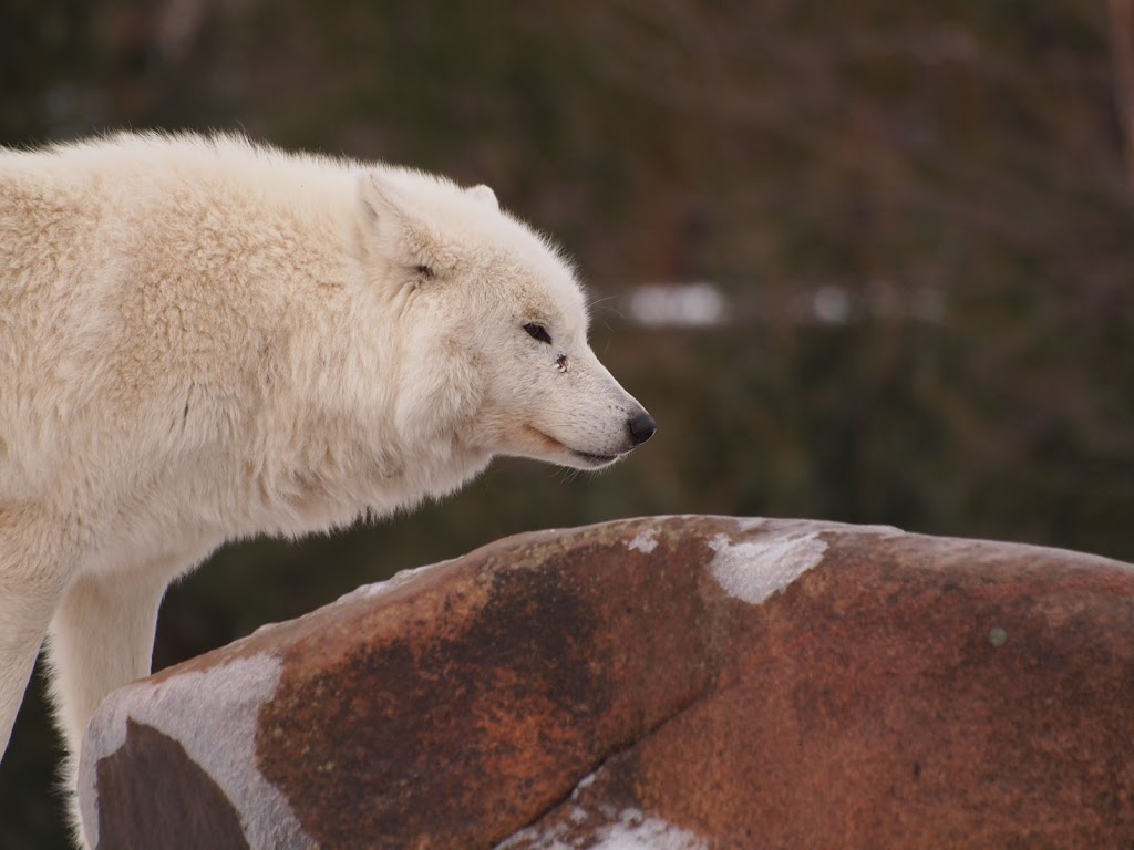 Arctic Wolf Exhibit | 2000 Meadowvale Rd, Scarborough, ON M1B 5K7, Canada | Phone: (416) 392-5929