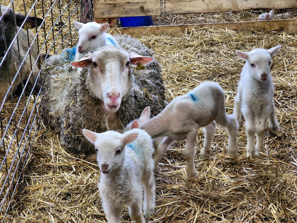 La Ferme Manasan Limitée | 150 Chem. Laberge, Danville, QC J0A 1A0, Canada | Phone: (819) 839-3350