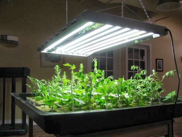 Homegrown Hydroponics Inc | 521 Dunlop St W, Barrie, ON L4N 9W4, Canada | Phone: (705) 721-8715