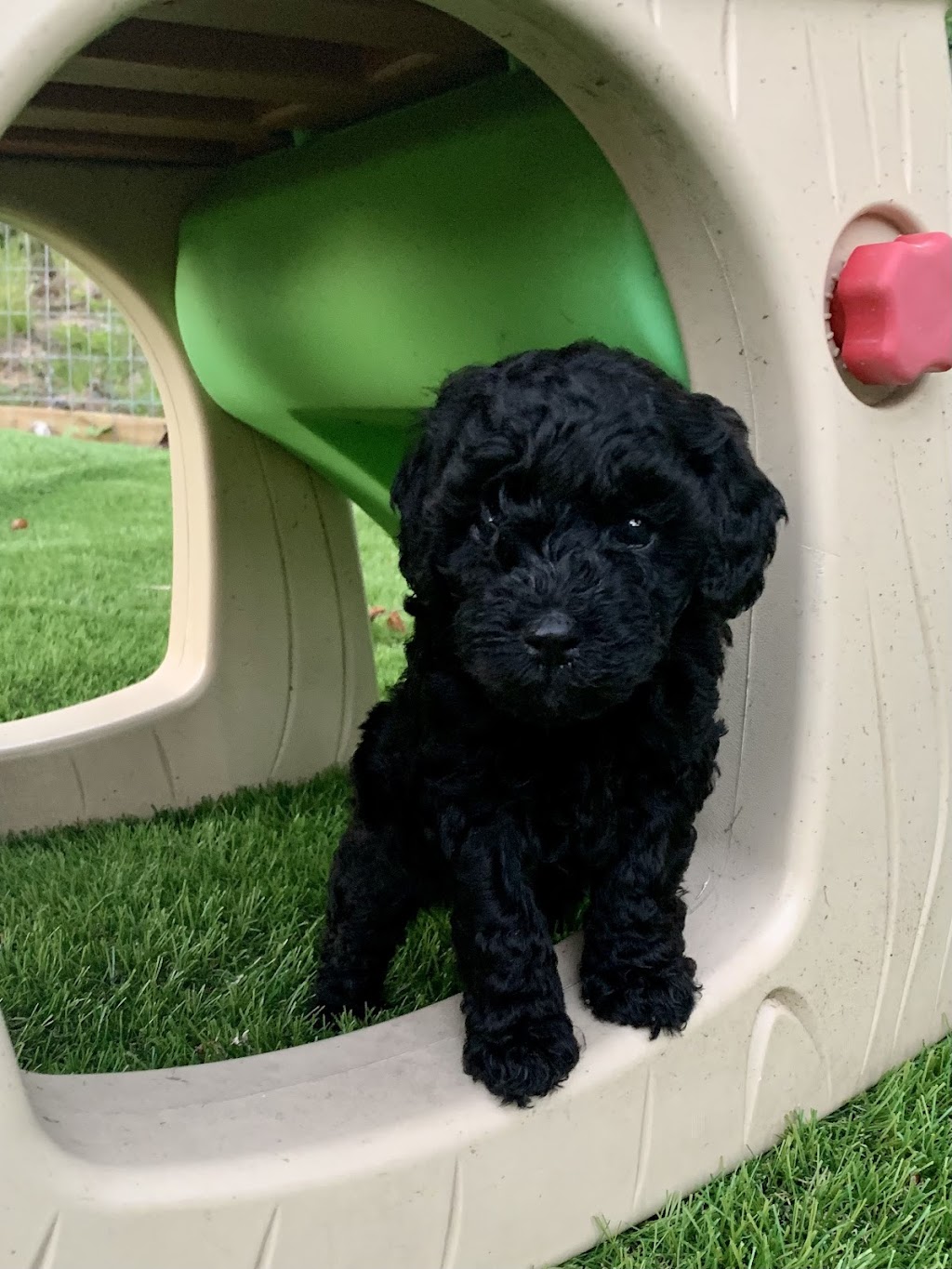 Almaguin Poodles | Peggs Mountain Rd, Burks Falls, ON P0A 1C0, Canada | Phone: (705) 380-5040
