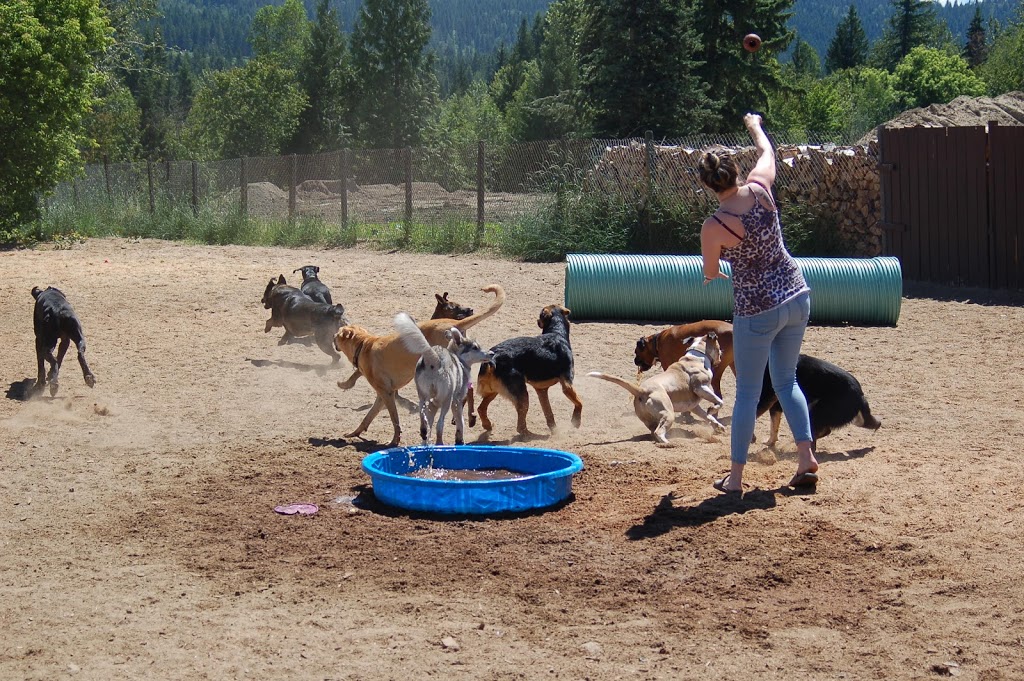 Paws for Play Kennel and Daycare Ltd. | 60 BC-97B, Salmon Arm, BC V1E 1X5, Canada | Phone: (250) 832-4531