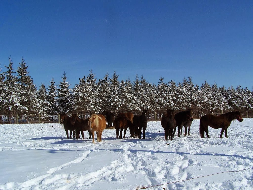 Écurie Kanadian | 923 4e Rang O, Saint-Simon-de-Bagot, QC J0H 1Y0, Canada | Phone: (514) 953-0673