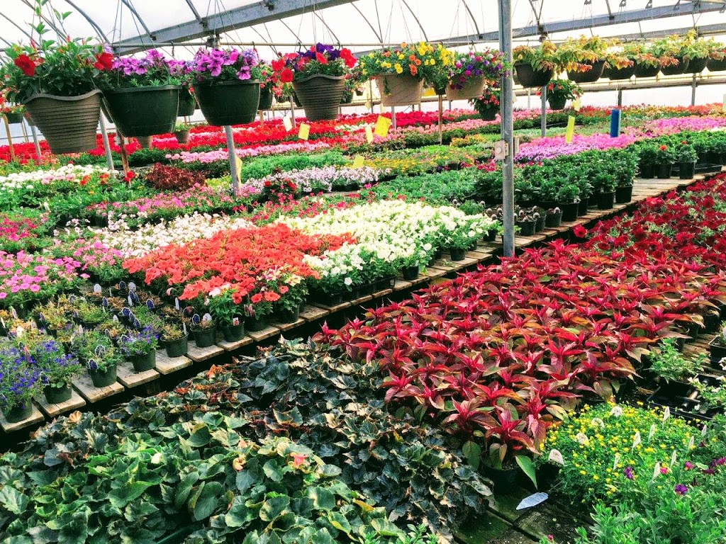 St Albert Greenhouses Ltd | 55021, Range Rd 252, Sturgeon County, AB T8T 0S2, Canada | Phone: (780) 939-3110