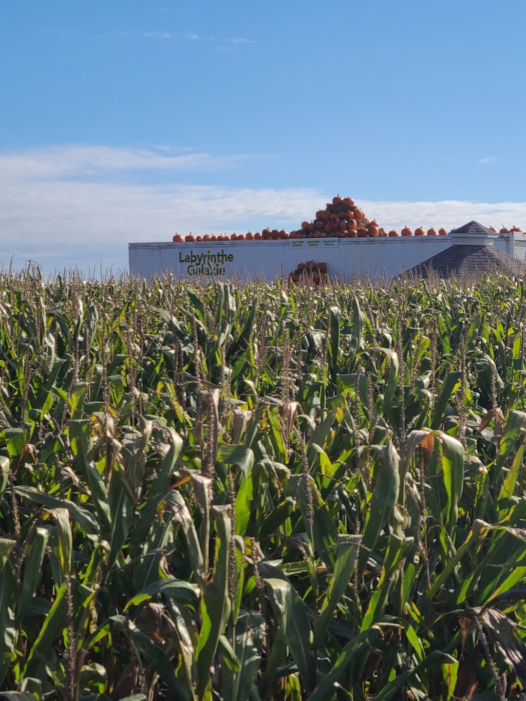 autocueillette citrouille galaxie | 30 Mnt des Quarante-Deux, Sainte-Julie, QC J3E 1Y1, Canada | Phone: (450) 649-1777