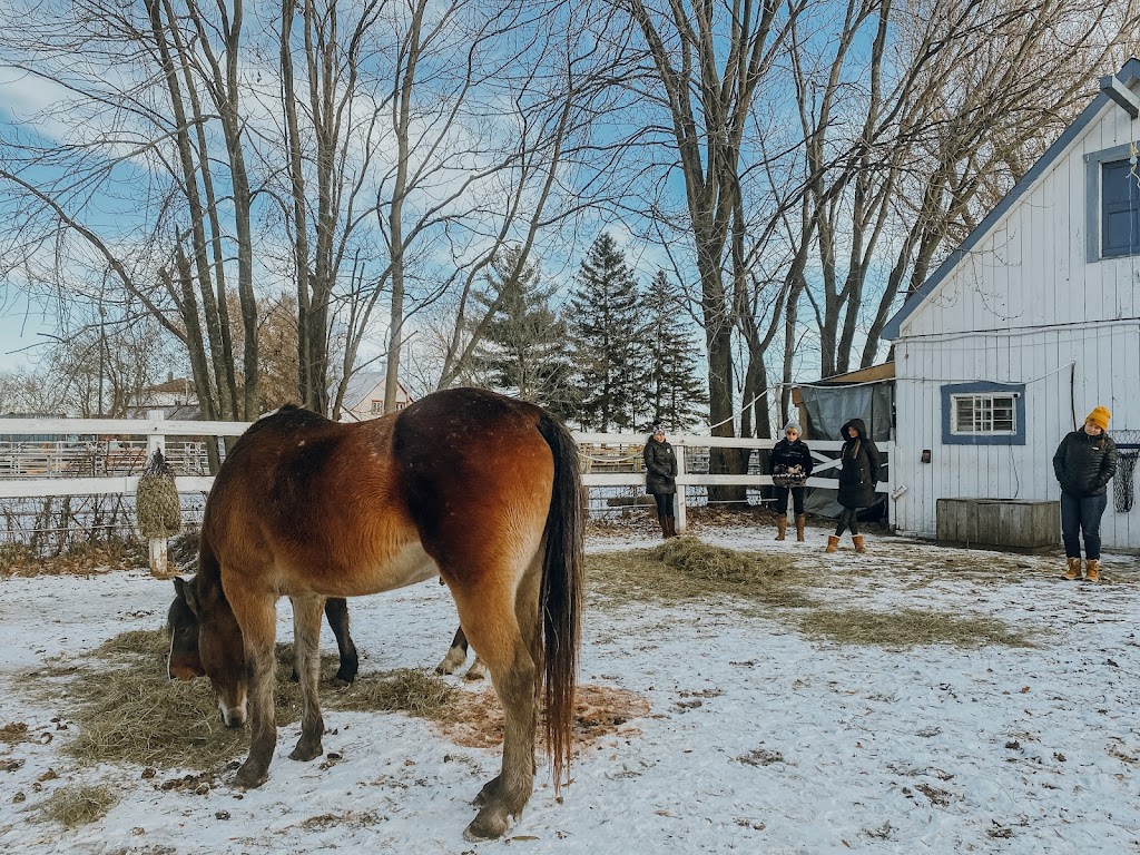 Équi-Libre Équin | 349 Rang du Petit-Coteau, Verchères, QC J0L 2R0, Canada | Phone: (438) 498-3669