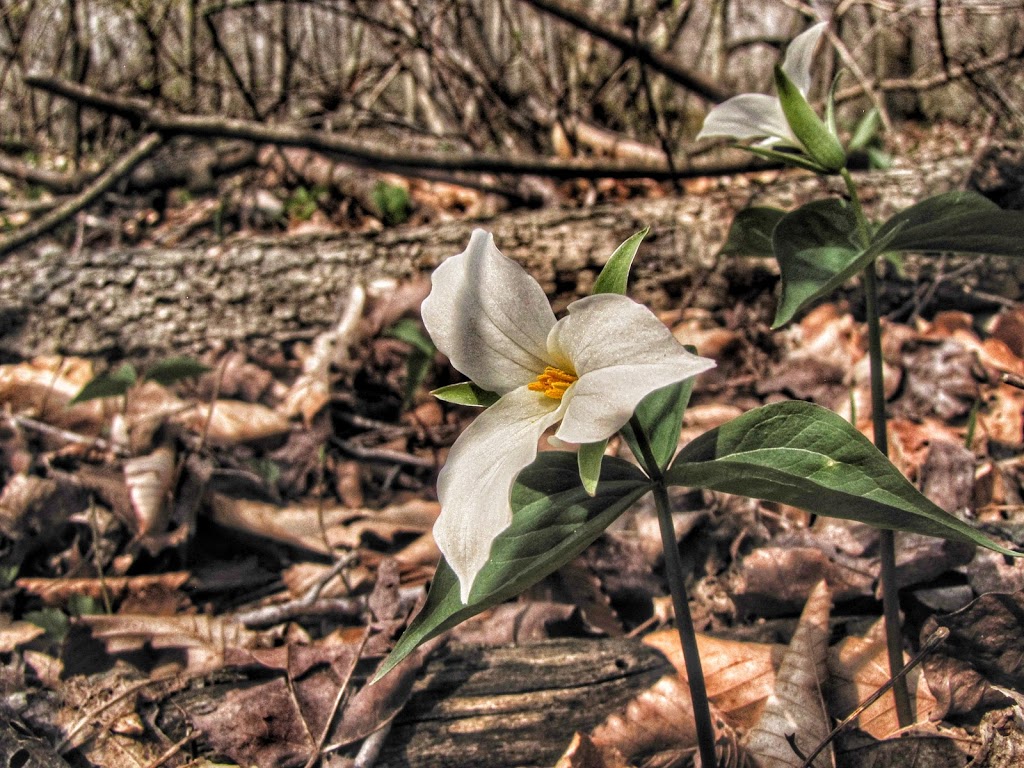 Sinclairs Bush Conservation Area | 10440 Sinclair Line, Blenheim, ON N0P 1A0, Canada | Phone: (519) 354-7310