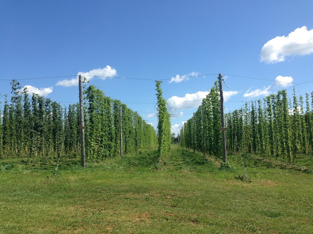 GoodLot Farm & GoodLot Farmstead Brewing Co. | 18825 Shaws Creek Rd, Alton, ON L7K 1L3, Canada | Phone: (519) 927-5881