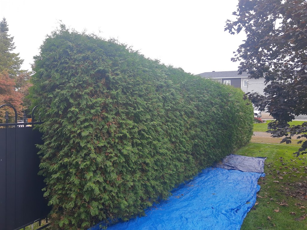 Precision Hedge and Landscaping | 1473 Bourcier Dr, Orléans, ON K1E 3K1, Canada | Phone: (613) 859-7828