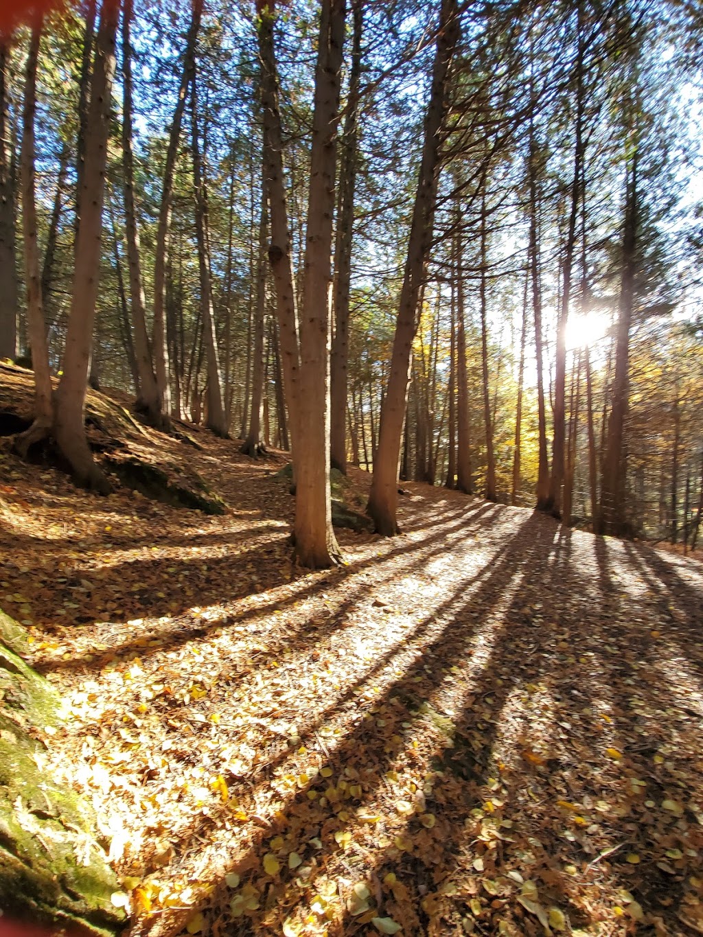 La cèdrière Le Mont Saint-Joseph | 26-2 Rue de la Grotte, Saint-André-Avellin, QC J0V 1W0, Canada