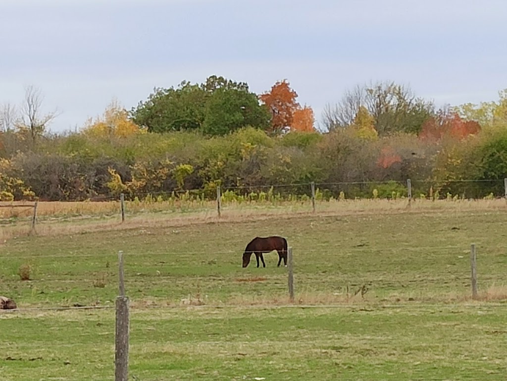 Silmaril Farm and Kennel | 144 Russ Rd, Grimsby, ON L3M 4E7, Canada | Phone: (905) 945-7963