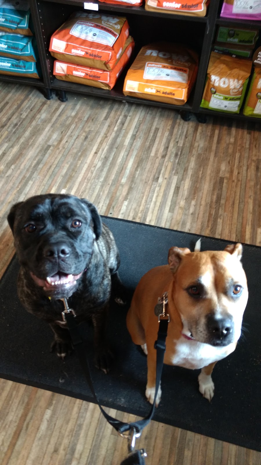 Best Friends And Rainas Grooming | 49 Scott St W, St. Catharines, ON L2R 1E1, Canada | Phone: (905) 682-8603