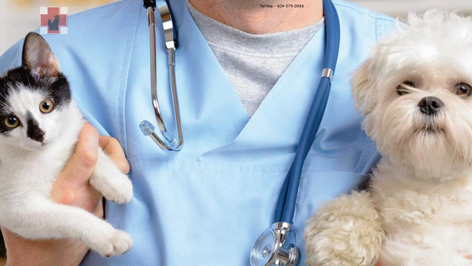 Snowden Animal Hospital - Cloverdale Surrey BC | 6385 168 St Unit # 111, Surrey, BC V3S 3Y2, Canada | Phone: (604) 579-0986