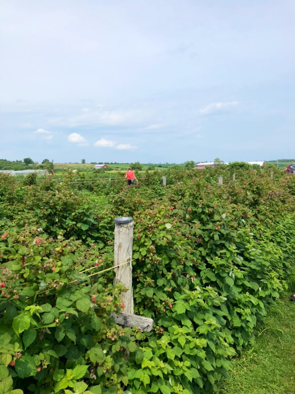 Ferme Anse au Sable | 2565 Bd Perrot, Notre-Dame-de-lÎle-Perrot, QC J7V 8P4, Canada | Phone: (514) 453-1396