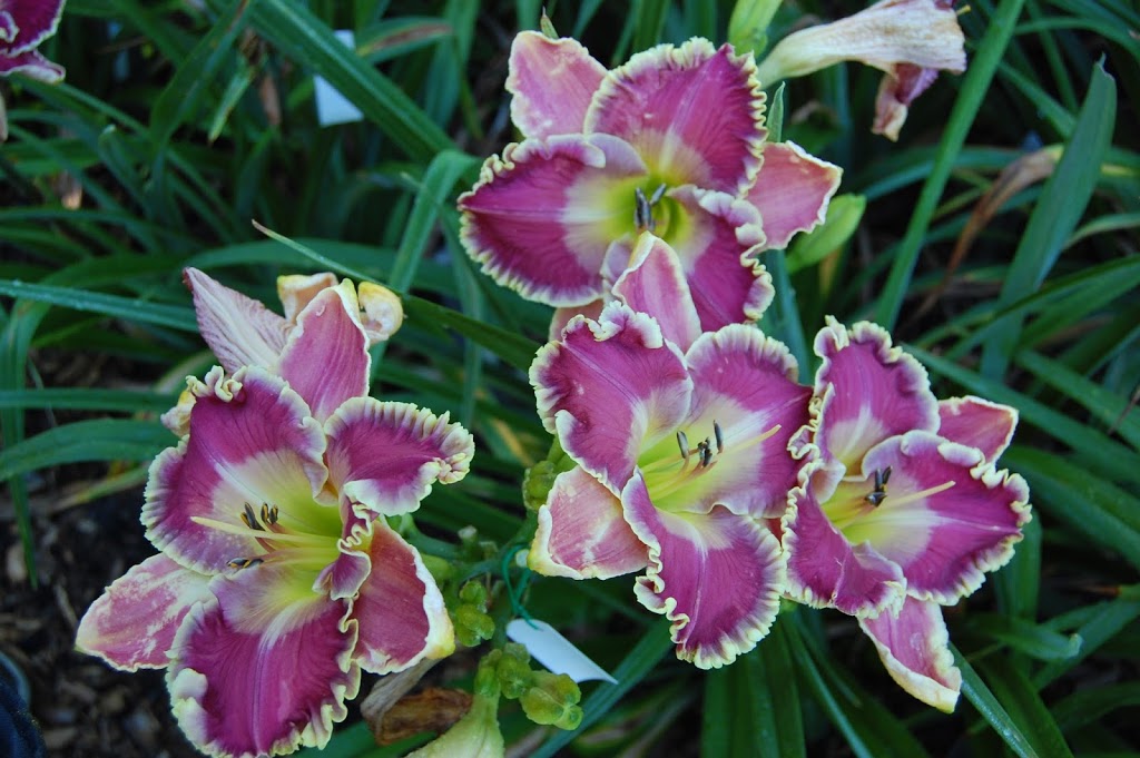 TrueNorthDaylilies | 59 Hutchinson Rd, Warkworth, ON K0K 3K0, Canada | Phone: (705) 924-1071