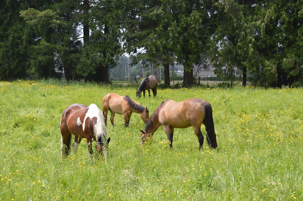 Four Horse Healing | 10885 McDonald Rd, Chilliwack, BC V2P 6H5, Canada | Phone: (604) 997-5032