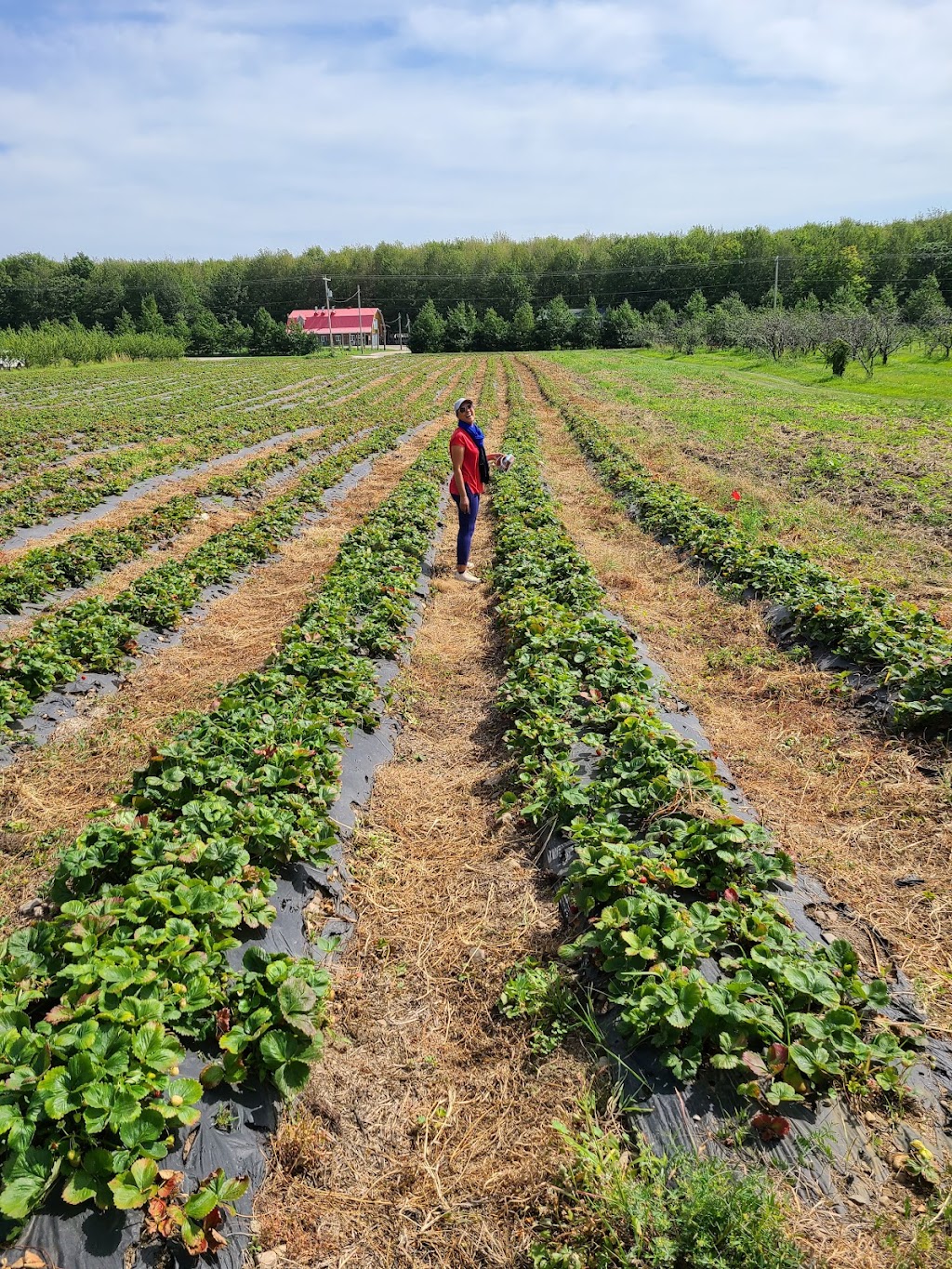 Ferme aux Mille Cailloux | 2635 QC-202, Franklin, QC J0S 1E0, Canada | Phone: (450) 827-2456