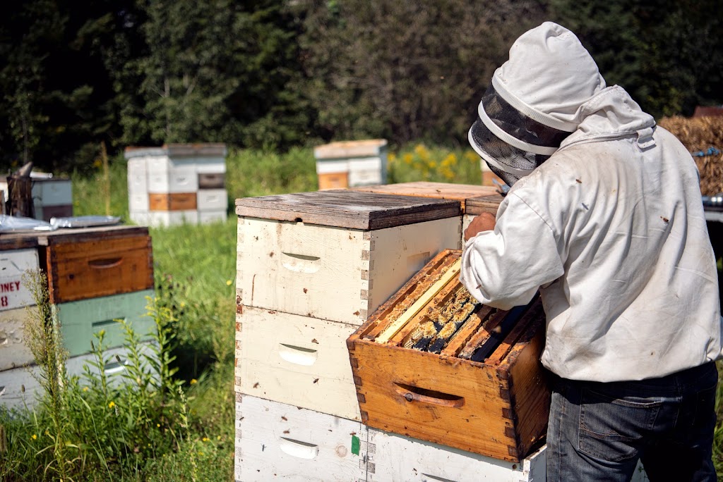 Honey Fields | 962 Line 8 Rd, Niagara-on-the-Lake, ON L0S 1J0, Canada | Phone: (613) 899-6589