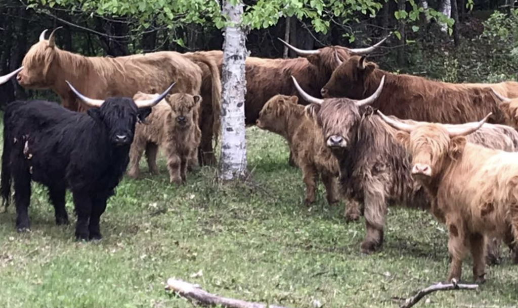 Ferme au gros sabot - The big hoof farm | 59 Chem. Flannery, Kazabazua, QC J0X 1X0, Canada | Phone: (819) 968-7008