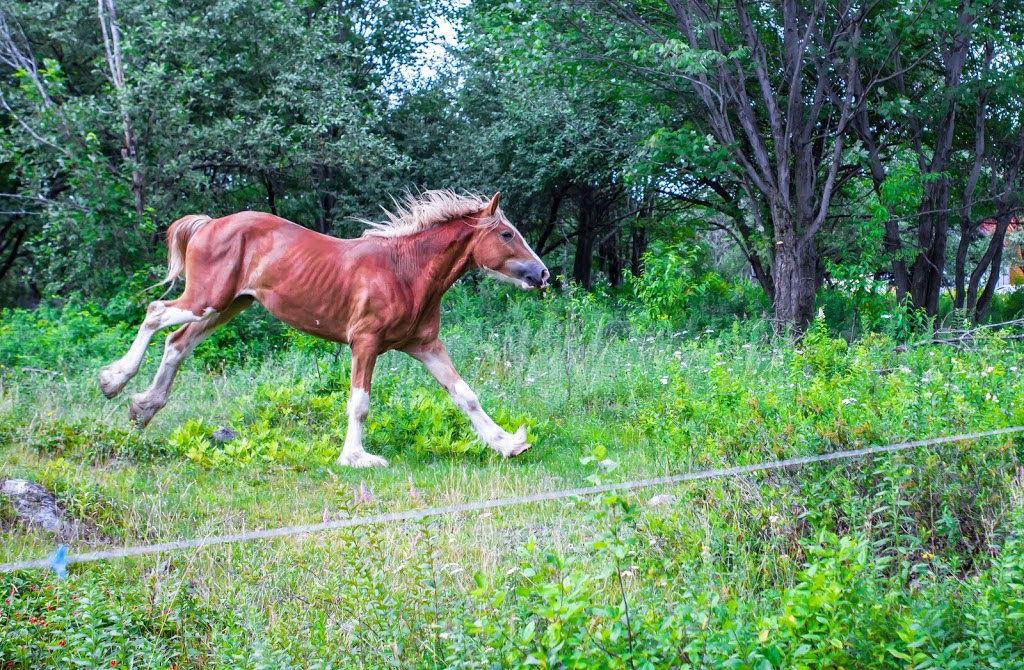 Malyka Photography | 1830 Rue Lottinville, Saint-Paulin, QC J0K 3G0, Canada | Phone: (819) 386-1013