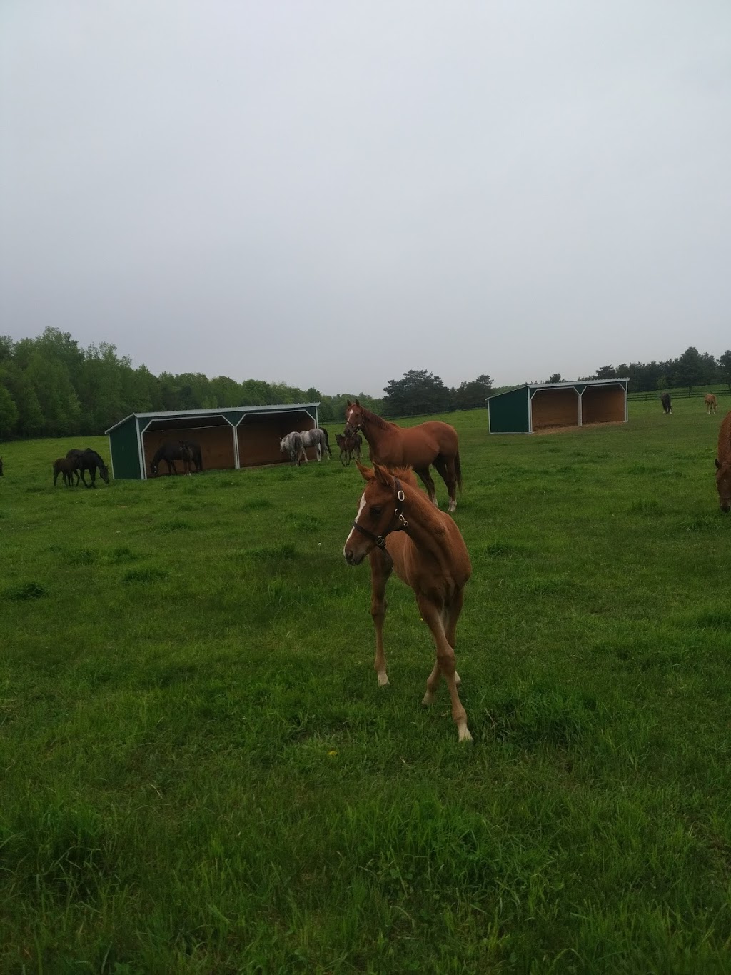 Hoover Shelters | 5400 William Hastings Line, Millbank, ON N0K 1L0, Canada | Phone: (519) 698-0271