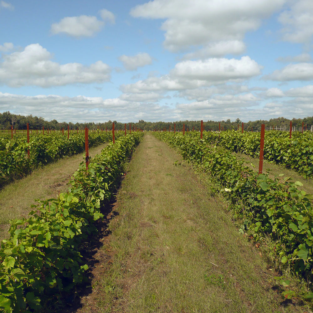 Vignoble Val Caudalies | 4921 Rue Principale, Dunham, QC J0E 1M0, Canada | Phone: (450) 295-2333