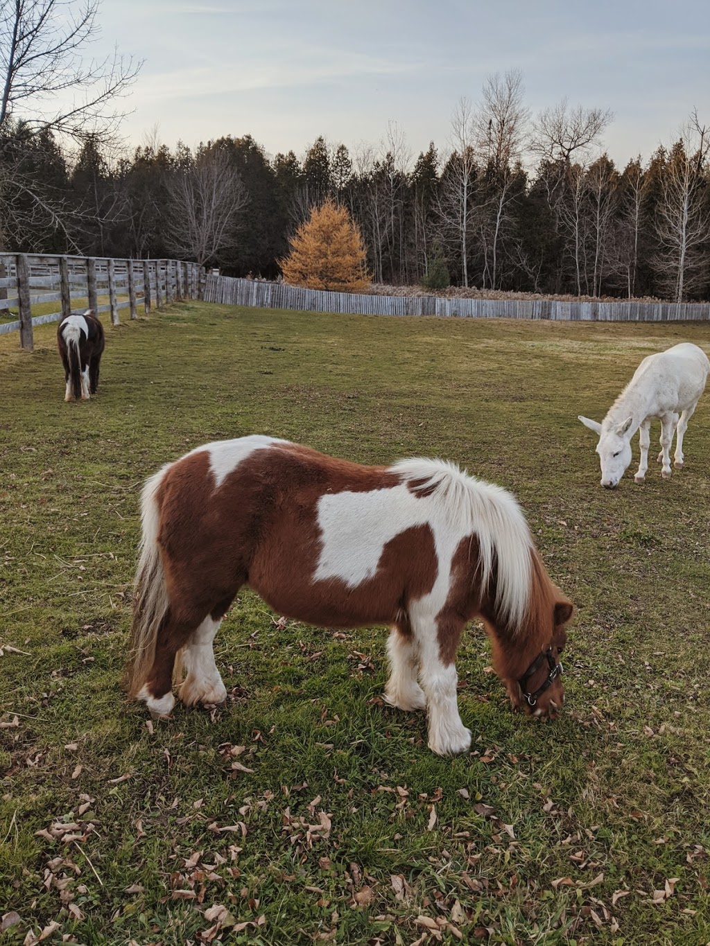 Pegasus Animal Sanctuary | 2090 Scugog Line 3, Port Perry, ON L9L 1B3, Canada | Phone: (647) 292-1700