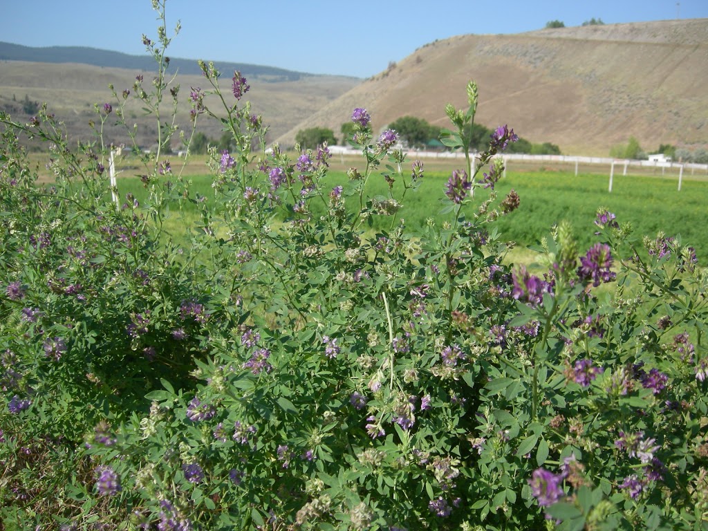 Suede Hills Organic Farm | 6949 Thompson River Dr, Savona, BC V0K 2J0, Canada | Phone: (877) 682-1188