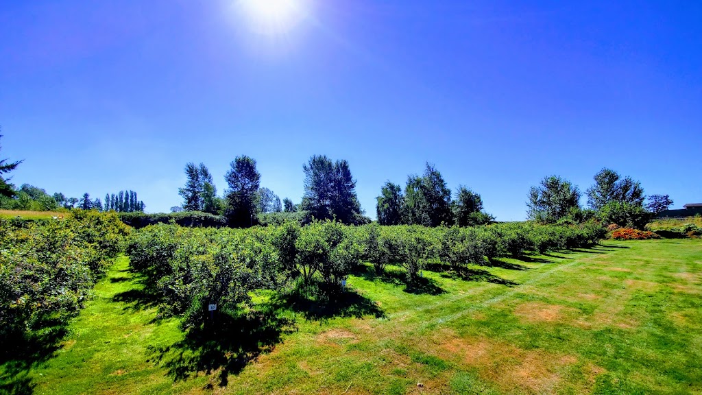 Lougheed Blueberry U-Pick Farm | 19000 River Rd, Richmond, BC V6V 1M3, Canada | Phone: (604) 270-1477