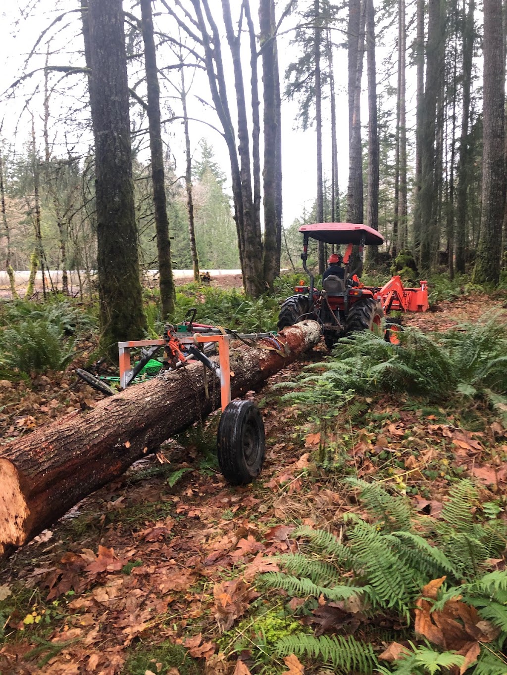 Sasquatch Tree Service | 4560 Duncan Bay Main Line Rd, Courtenay, BC V9N 9M4, Canada | Phone: (250) 218-0416