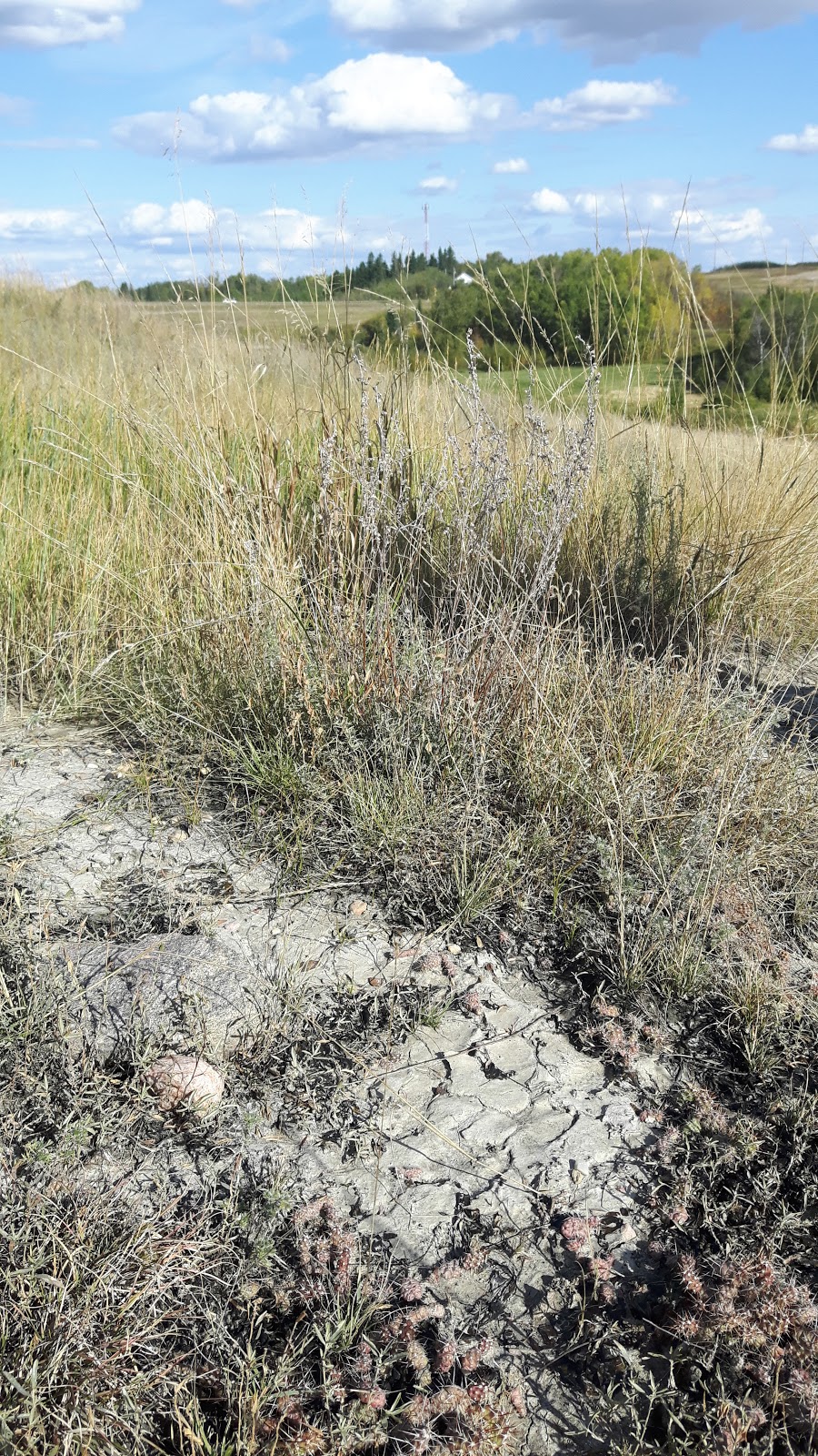 Gibbons Cactus Prairie | AB-28, Gibbons, AB T0A 1N0, Canada